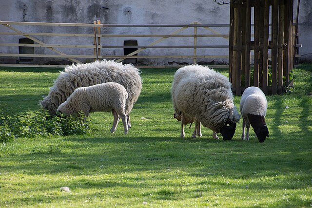 A ewe (female sheep)