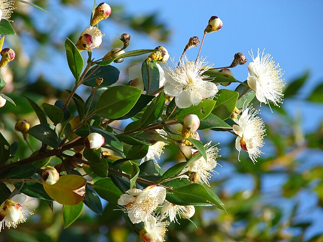 Myrtle plant